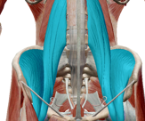 posturalmuskel iliopsoas